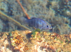 Cyprinodon nevadensis mionectes