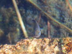 Cyprinodon nevadensis mionectes