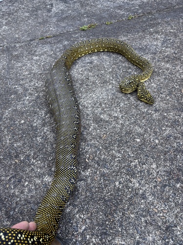 Diamond Python sighting