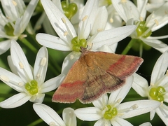 Phytometra viridaria