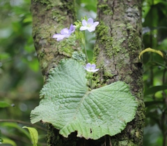 Streptocarpus daviesii