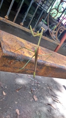 Phasmomantis sumichrasti