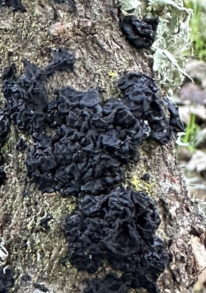 Exidia glandulosa · November 2025 · photo: © irinamitine (iNaturalist, cc-by)