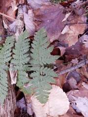Dryopteris × triploidea