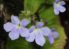 Streptocarpus daviesii