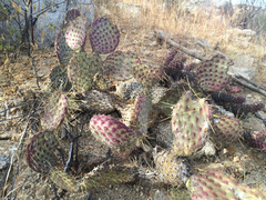 Opuntia tapona