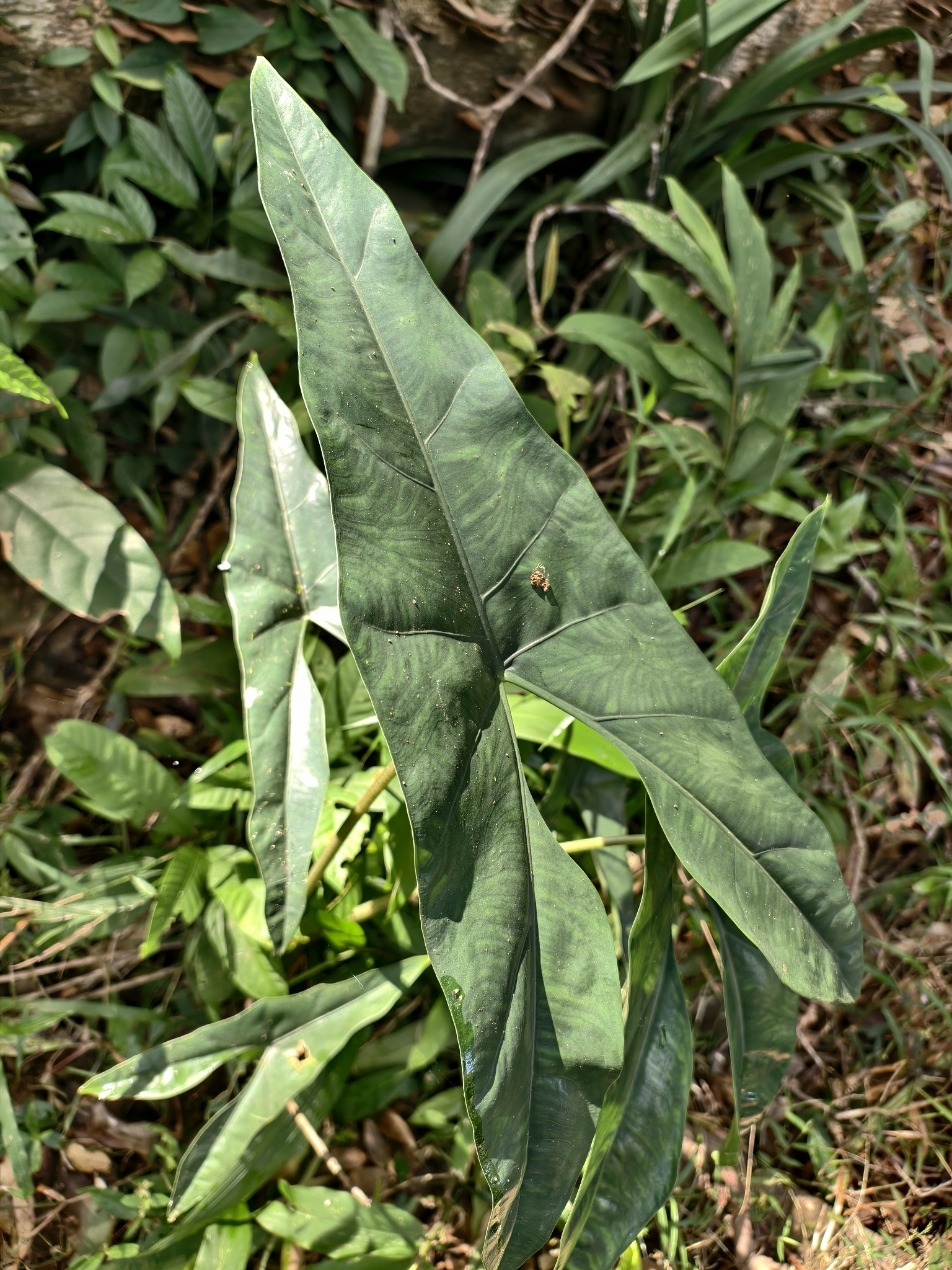 Alocasia Culionensis