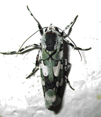 Ethioterpia marmorata