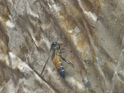 Giant Honey Bee