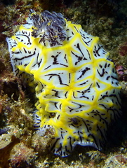 Halgerda willeyi