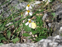Pyrisitia dina westwoodi