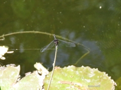 Erythemis plebeja