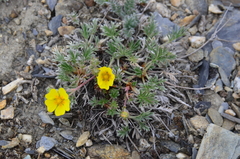 Potentilla anachoretica