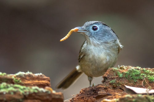 Mountain Fulvetta (Alcippe peracensis), photo 3