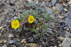Potentilla anachoretica
