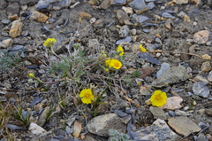 Potentilla anachoretica