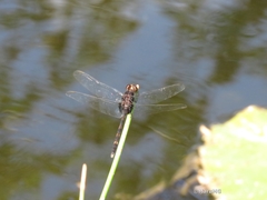 Erythemis plebeja