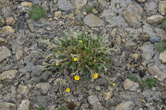 Potentilla anachoretica