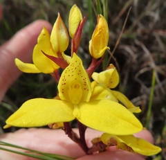 Disa aurata