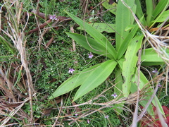 Disa aurata