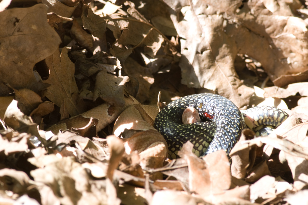 Speckled Kingsnake from Smith County, TX, USA on July 26, 2008 at 03:52 ...