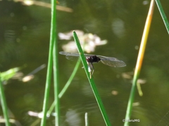 Erythemis plebeja
