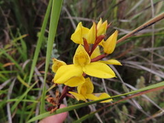 Disa aurata