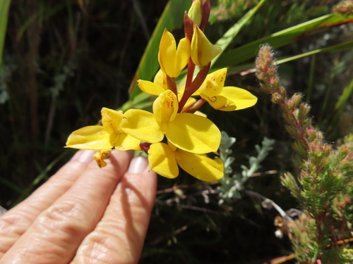 Image of Disa aurata by (c) linkie, some rights reserved (CC BY)