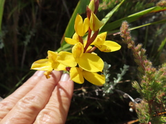 Disa aurata