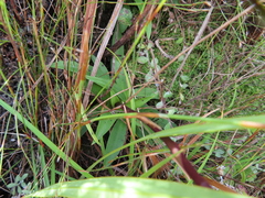 Disa aurata