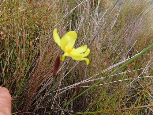 Mini Rushiris (Bobartia parva)