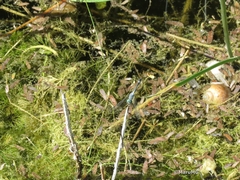 Micrathyria aequalis