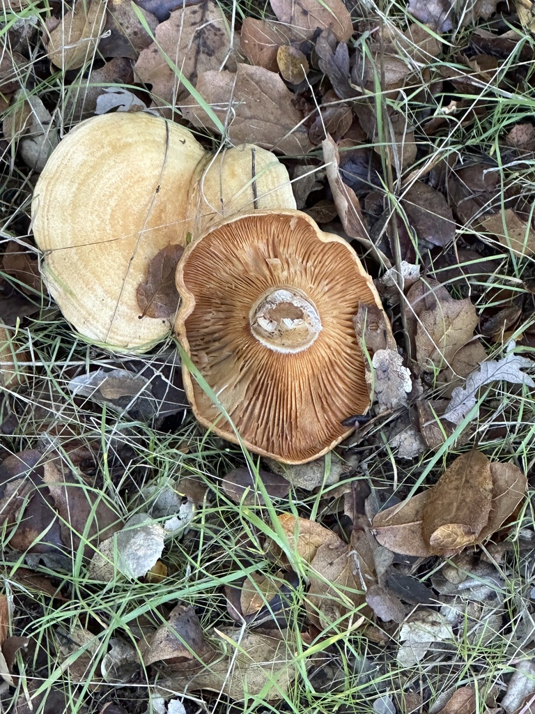 Lactarius alnicola · November 2025 · photo: © irinamitine (iNaturalist, cc-by)