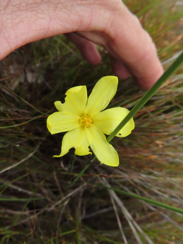 Image of Bobartia parva by (c) linkie, some rights reserved (CC BY)