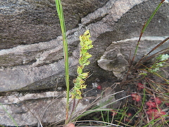 Holothrix brevipetala