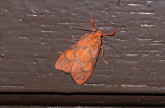 Ammatho roseororatus
