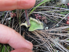 Holothrix brevipetala