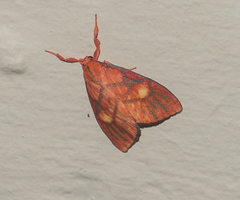 Sarbine flavodiscalis