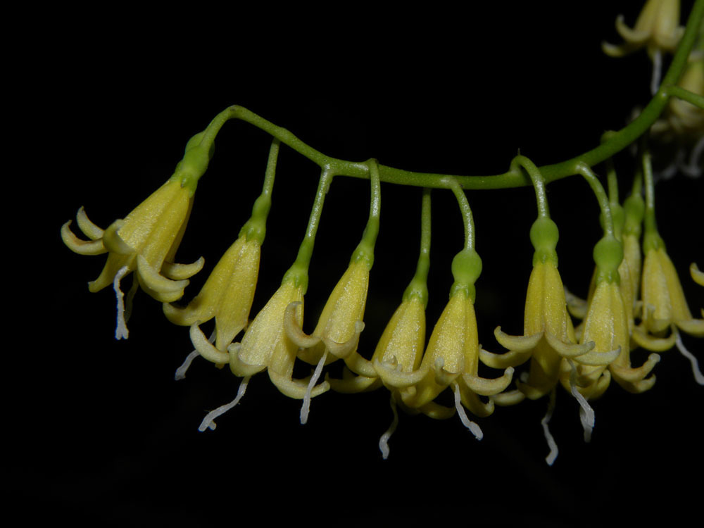 Chiococca alba