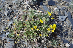 Potentilla anachoretica