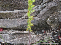 Holothrix brevipetala