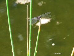 Erythemis plebeja