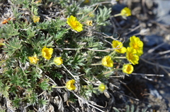 Potentilla anachoretica