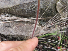 Holothrix brevipetala