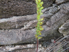 Holothrix brevipetala