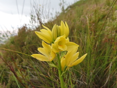 Orthochilus tabularis