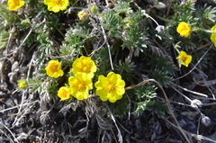 Potentilla anachoretica