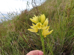 Orthochilus tabularis