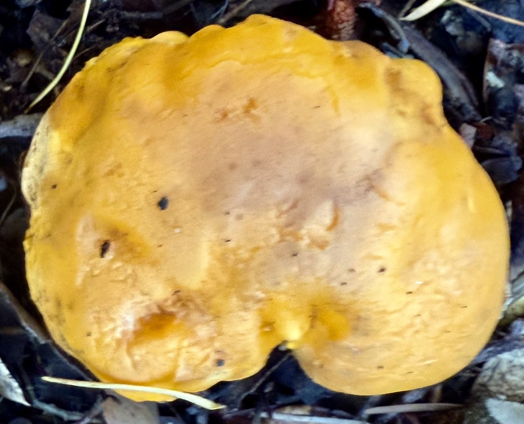 Cantharellus californicus · November 2025 · photo: © hllrnnr (iNaturalist, cc0)