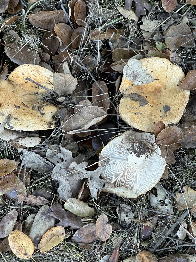 Lactarius alnicola · November 2025 · photo: © irinamitine (iNaturalist, cc-by)